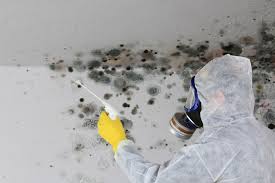 Mold Odor Removal Services in Wolf Point, MT